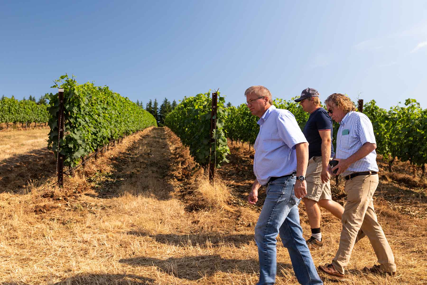 vineyard-walk