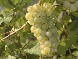 RIESLING grapes
