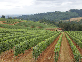 Vineyard vines