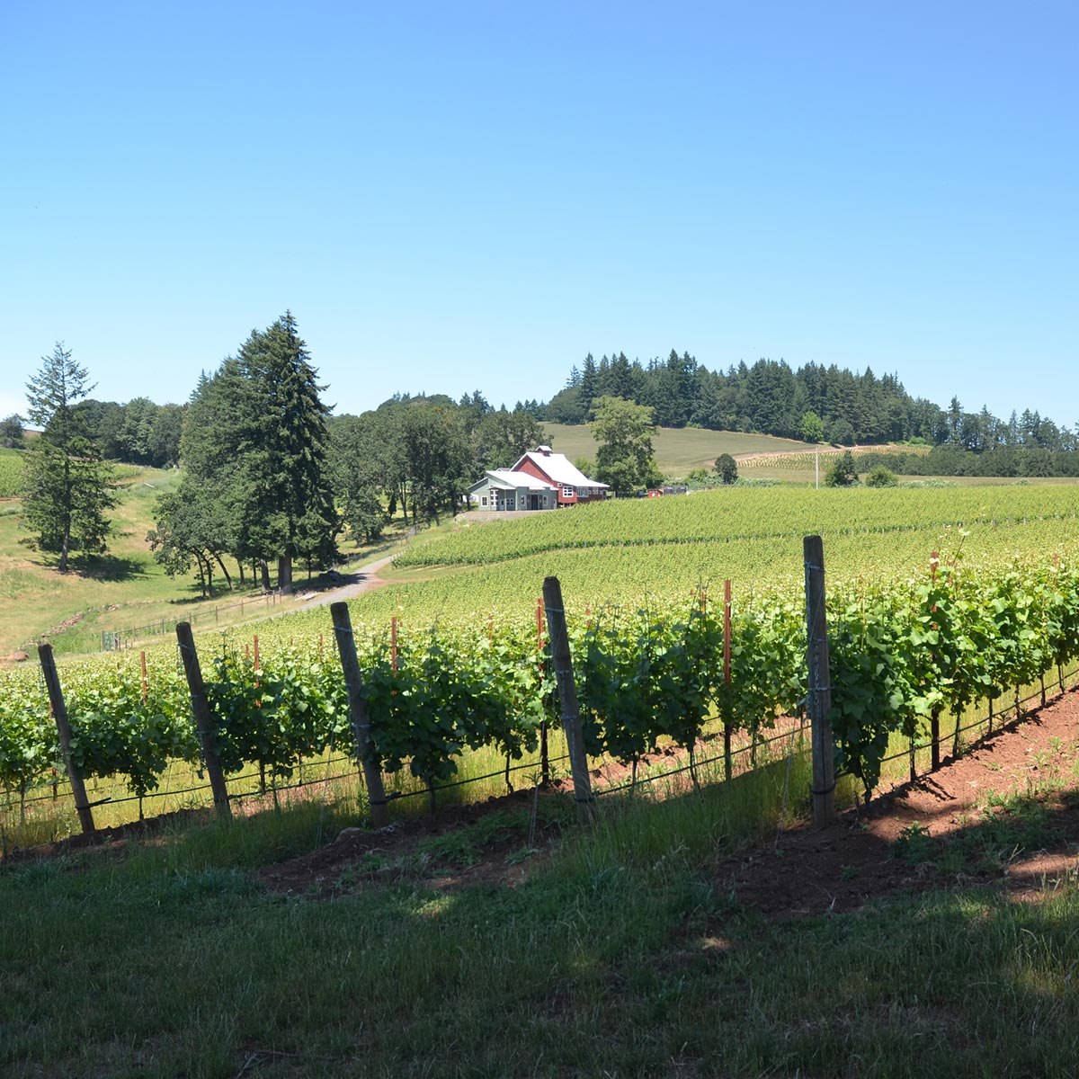 Bieze Vineyard