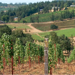 VineyardShot